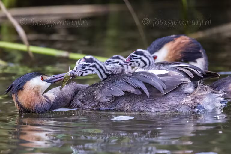 2021_07_23 In de Biesbosch